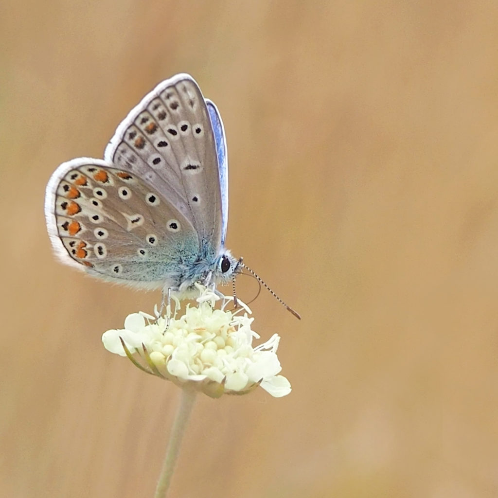 Papillon azuré sur une fleur